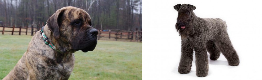 Kerry Blue Terrier vs American Mastiff - Breed Comparison