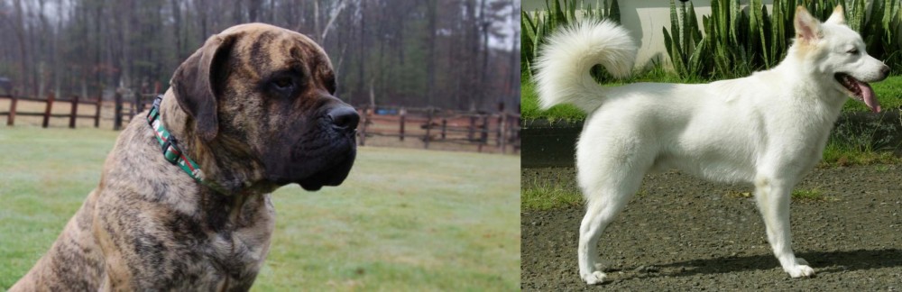 Kintamani vs American Mastiff - Breed Comparison