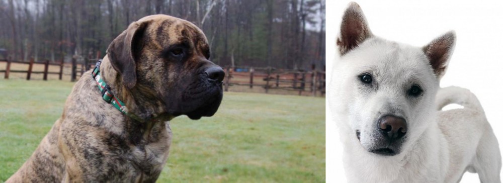 Kishu vs American Mastiff - Breed Comparison