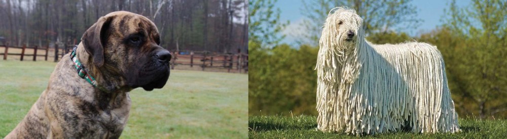 Komondor vs American Mastiff - Breed Comparison