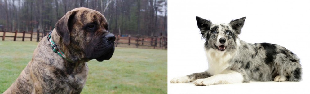 Koolie vs American Mastiff - Breed Comparison
