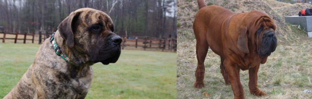 Korean Mastiff vs American Mastiff - Breed Comparison