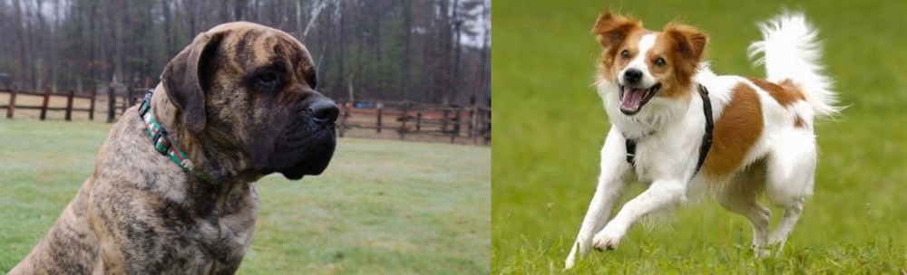 Kromfohrlander vs American Mastiff - Breed Comparison