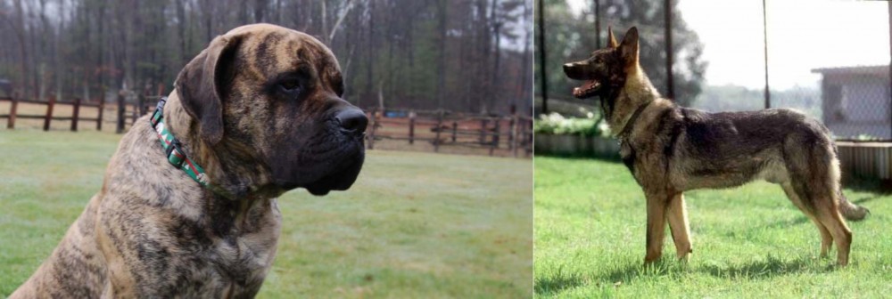 Kunming Dog vs American Mastiff - Breed Comparison