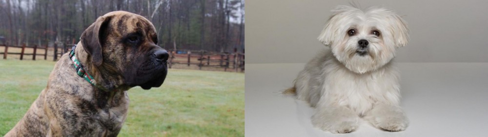 Kyi-Leo vs American Mastiff - Breed Comparison