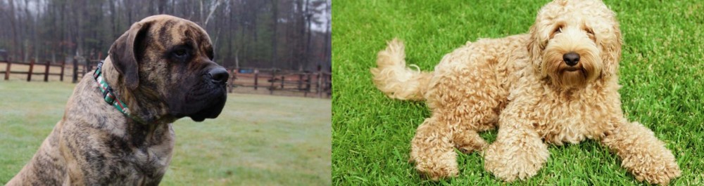 Labradoodle vs American Mastiff - Breed Comparison