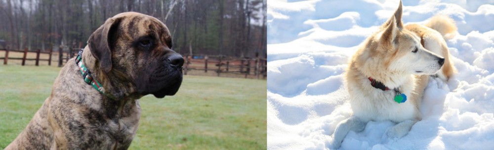 Labrador Husky vs American Mastiff - Breed Comparison