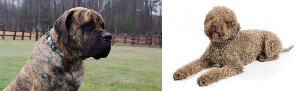 Lagotto Romagnolo vs American Mastiff - Breed Comparison