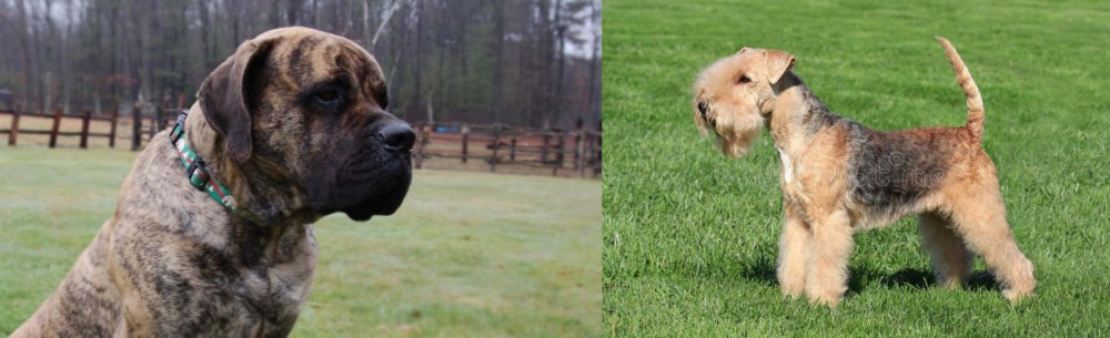 Lakeland Terrier vs American Mastiff - Breed Comparison