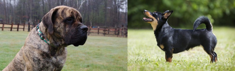 Lancashire Heeler vs American Mastiff - Breed Comparison