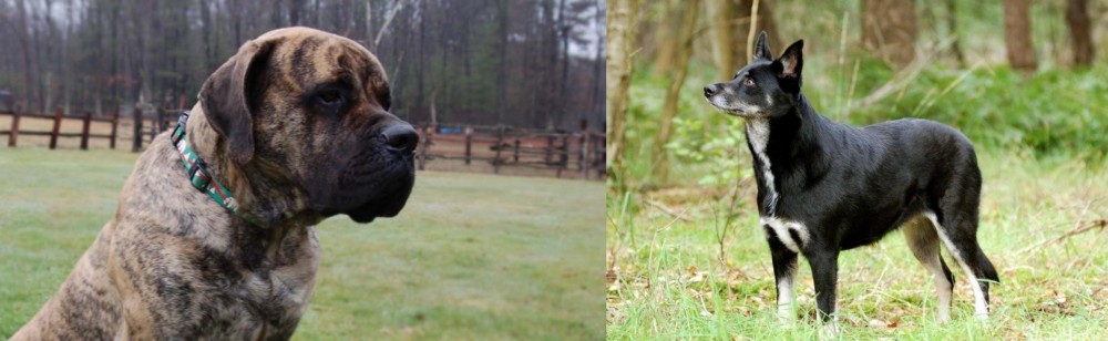 Lapponian Herder vs American Mastiff - Breed Comparison