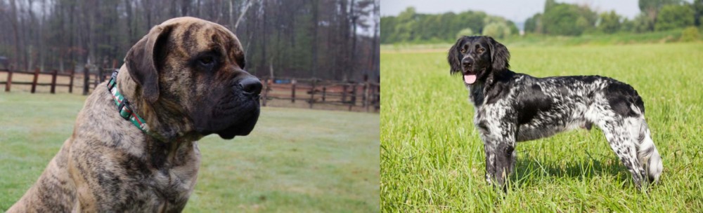 Large Munsterlander vs American Mastiff - Breed Comparison