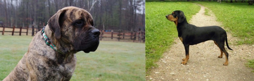 Latvian Hound vs American Mastiff - Breed Comparison