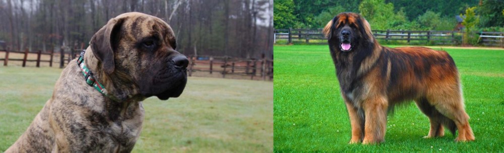 Leonberger vs American Mastiff - Breed Comparison