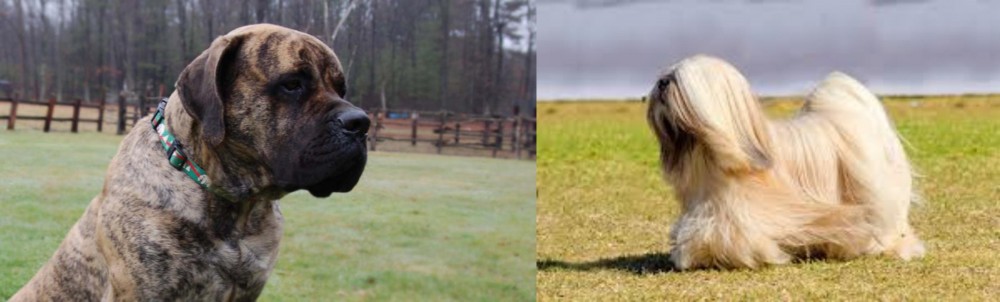 Lhasa Apso vs American Mastiff - Breed Comparison
