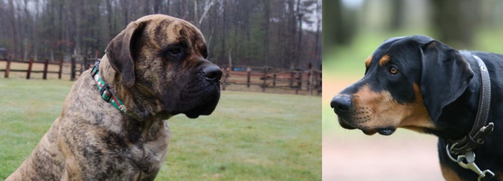 Lithuanian Hound vs American Mastiff - Breed Comparison