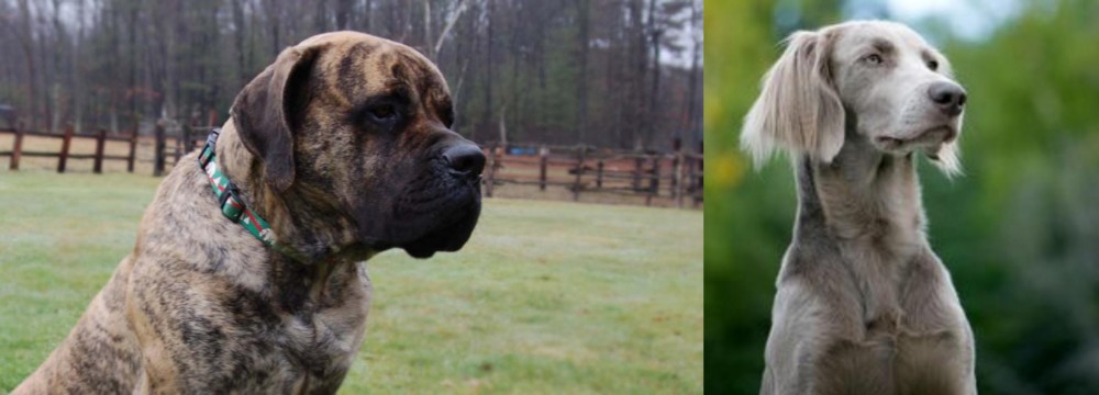 Longhaired Weimaraner vs American Mastiff - Breed Comparison