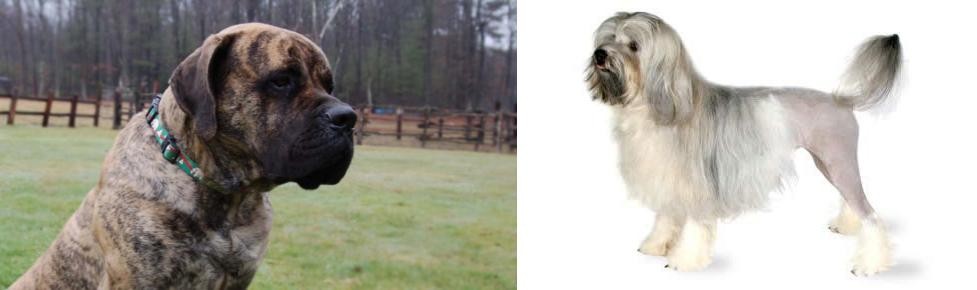 Lowchen vs American Mastiff - Breed Comparison