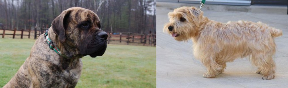 Lucas Terrier vs American Mastiff - Breed Comparison