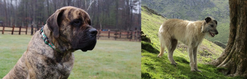 Lurcher vs American Mastiff - Breed Comparison