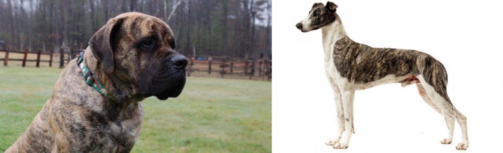 Magyar Agar vs American Mastiff - Breed Comparison