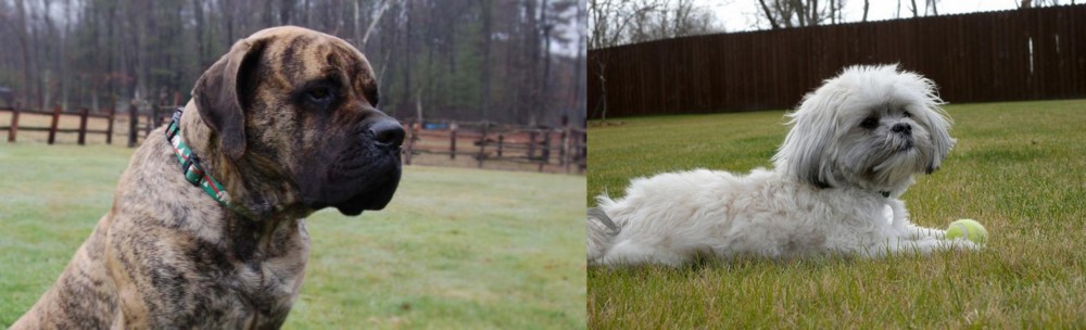 Mal-Shi vs American Mastiff - Breed Comparison