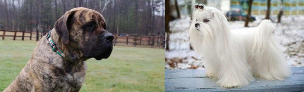 Maltese vs American Mastiff - Breed Comparison