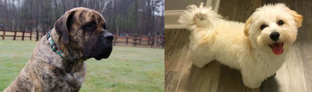 Maltipoo vs American Mastiff - Breed Comparison