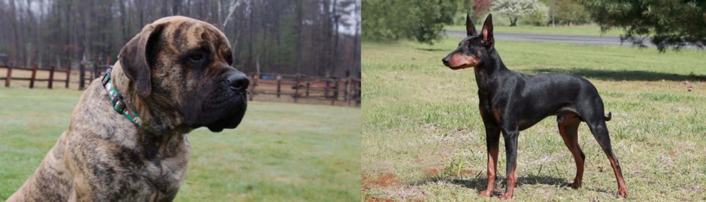 Manchester Terrier vs American Mastiff - Breed Comparison