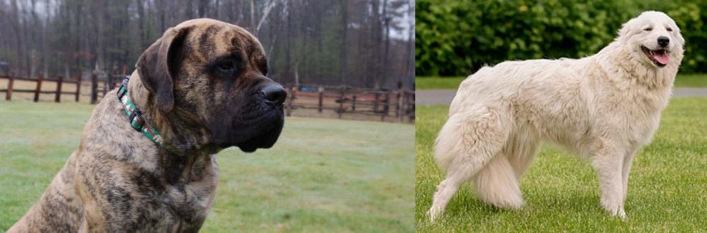 Maremma Sheepdog vs American Mastiff - Breed Comparison