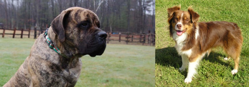 Miniature Australian Shepherd vs American Mastiff - Breed Comparison