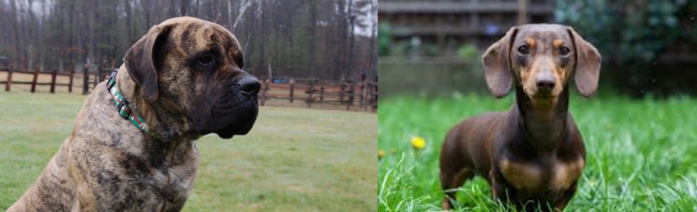 Miniature Dachshund vs American Mastiff - Breed Comparison