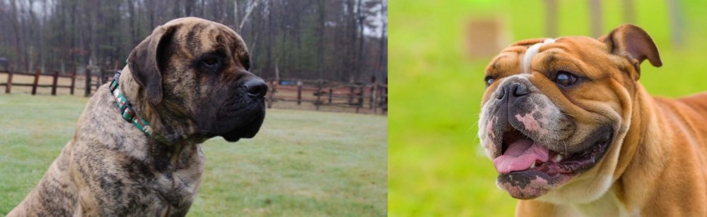 Miniature English Bulldog vs American Mastiff - Breed Comparison