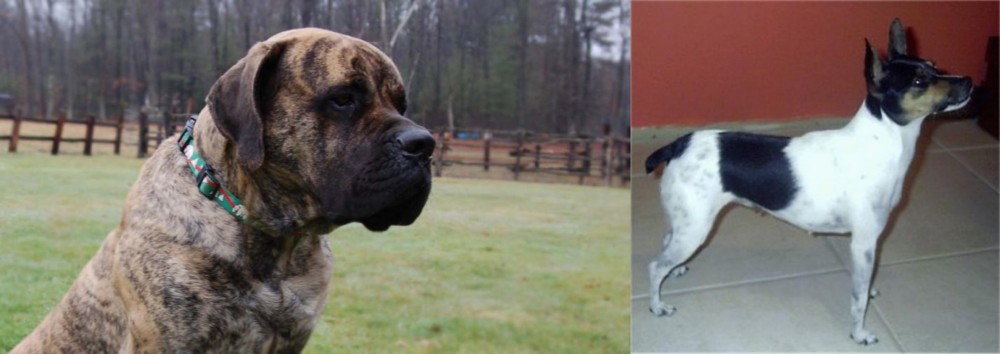 Miniature Fox Terrier vs American Mastiff - Breed Comparison