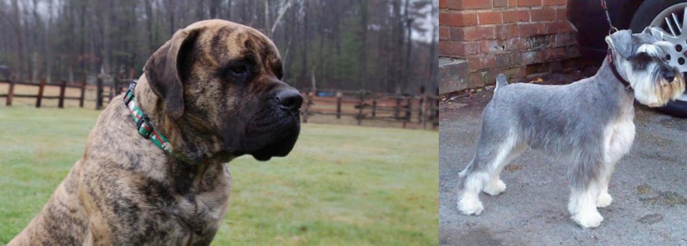 Miniature Schnauzer vs American Mastiff - Breed Comparison
