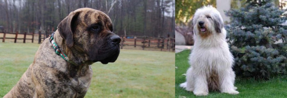 Mioritic Sheepdog vs American Mastiff - Breed Comparison