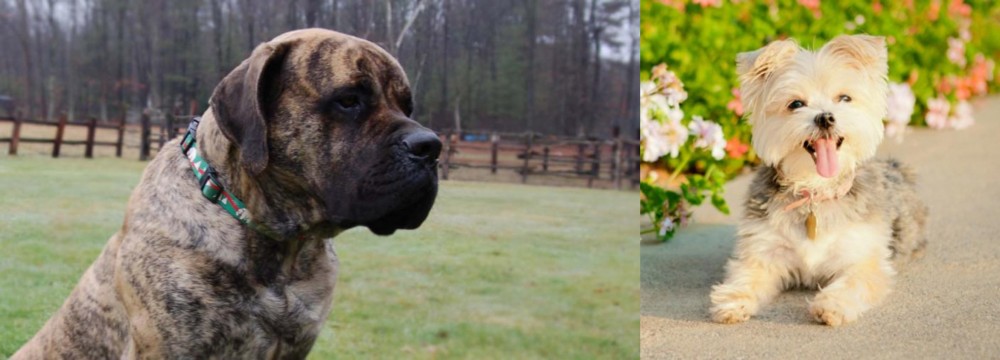 Morkie vs American Mastiff - Breed Comparison