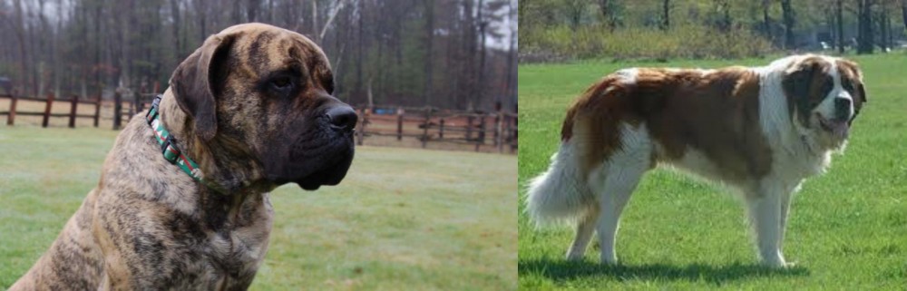 Moscow Watchdog vs American Mastiff - Breed Comparison