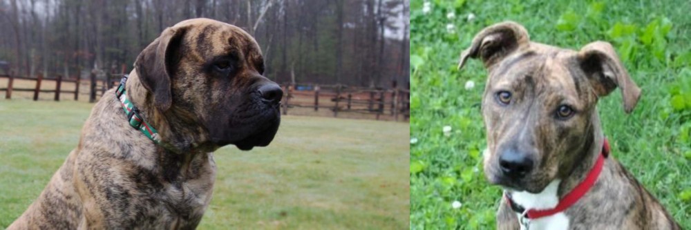 Mountain Cur vs American Mastiff - Breed Comparison