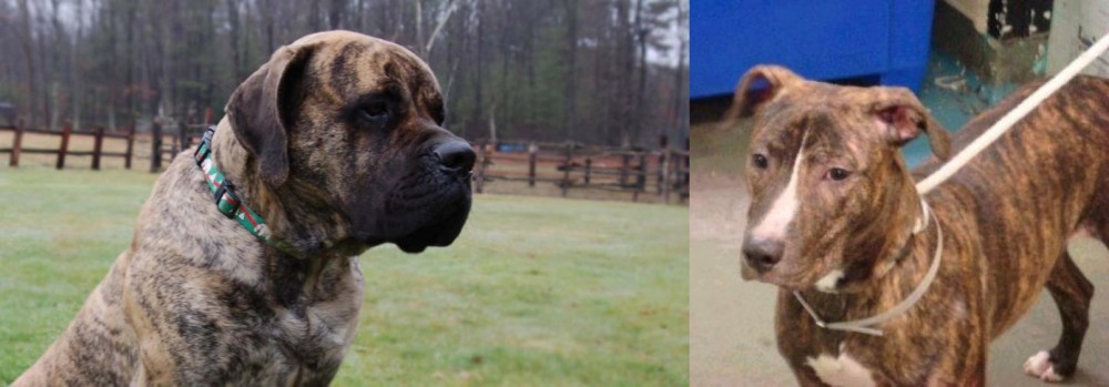 Mountain View Cur vs American Mastiff - Breed Comparison