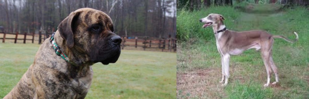 Mudhol Hound vs American Mastiff - Breed Comparison