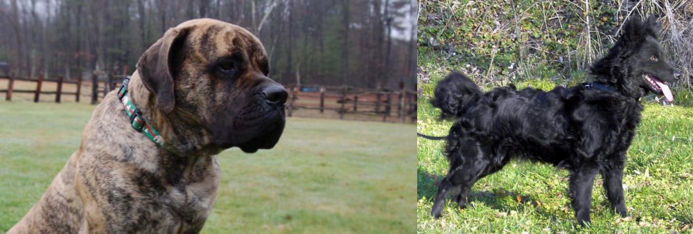 Mudi vs American Mastiff - Breed Comparison