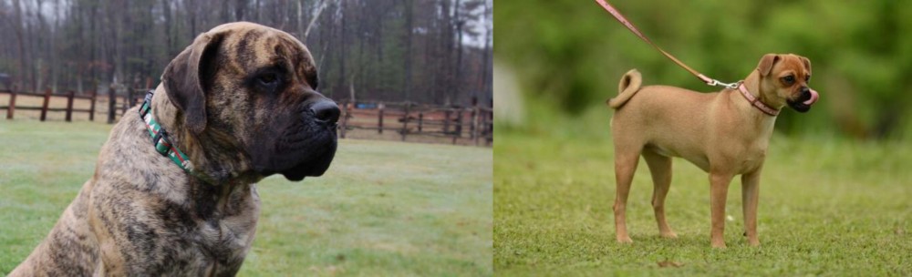 Muggin vs American Mastiff - Breed Comparison