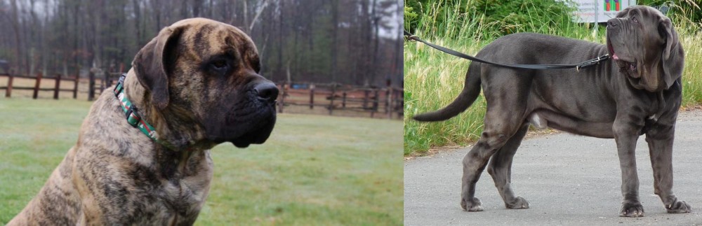 Neapolitan Mastiff vs American Mastiff - Breed Comparison