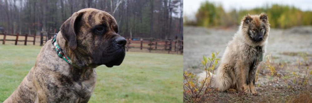 Nenets Herding Laika vs American Mastiff - Breed Comparison