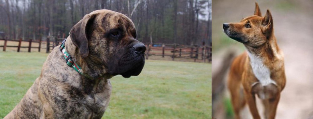 New Guinea Singing Dog vs American Mastiff - Breed Comparison