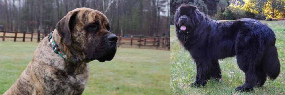 Newfoundland Dog vs American Mastiff - Breed Comparison