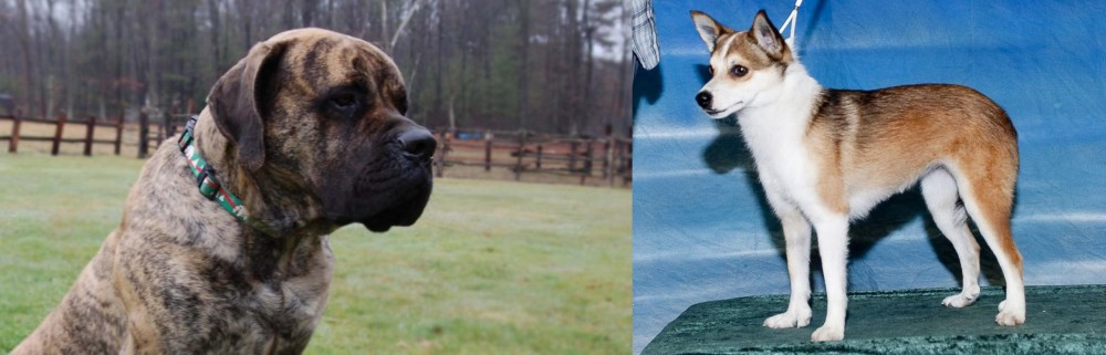 Norwegian Lundehund vs American Mastiff - Breed Comparison