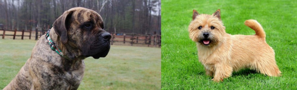 Nova Scotia Duck-Tolling Retriever vs American Mastiff - Breed Comparison