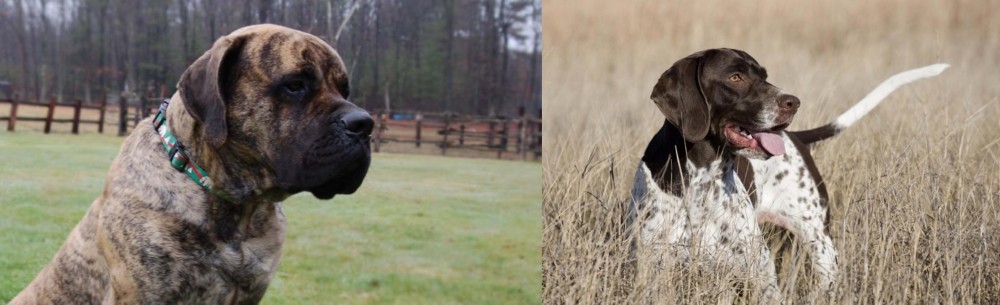 Old Danish Pointer vs American Mastiff - Breed Comparison